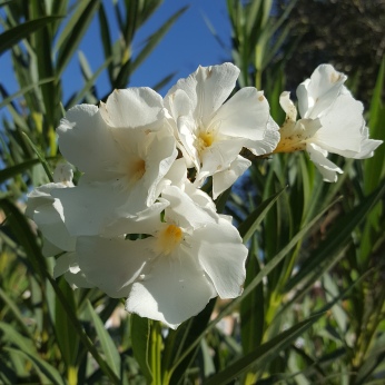 Nerium Oleander (Adelfa o Baladre de flor blanca)
