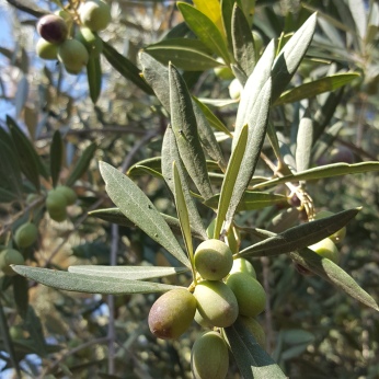 Olea Europaea (Olivo)